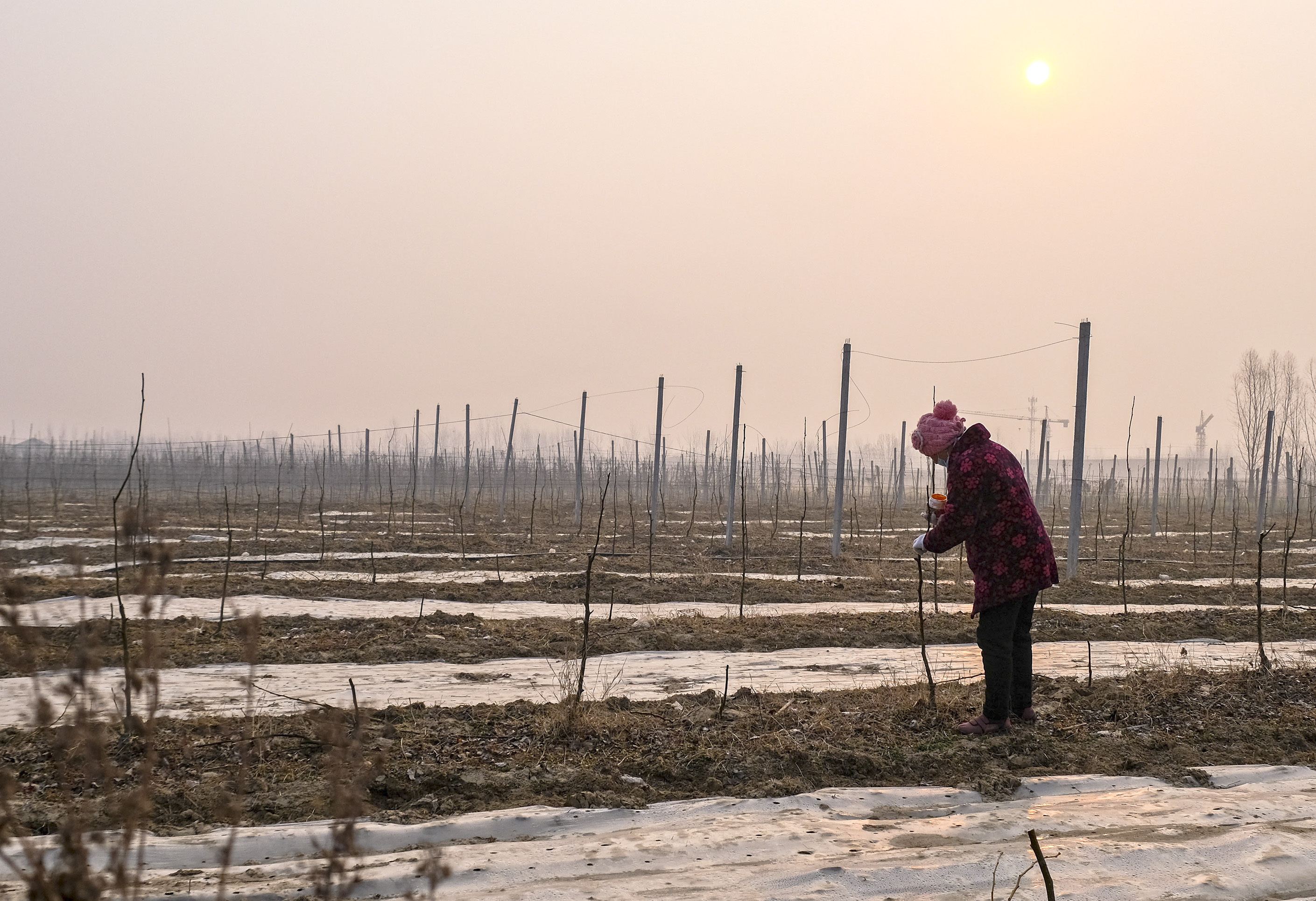 果农为刚栽的果树剪枝后做防虫害处理。  摄影：刘相忠
