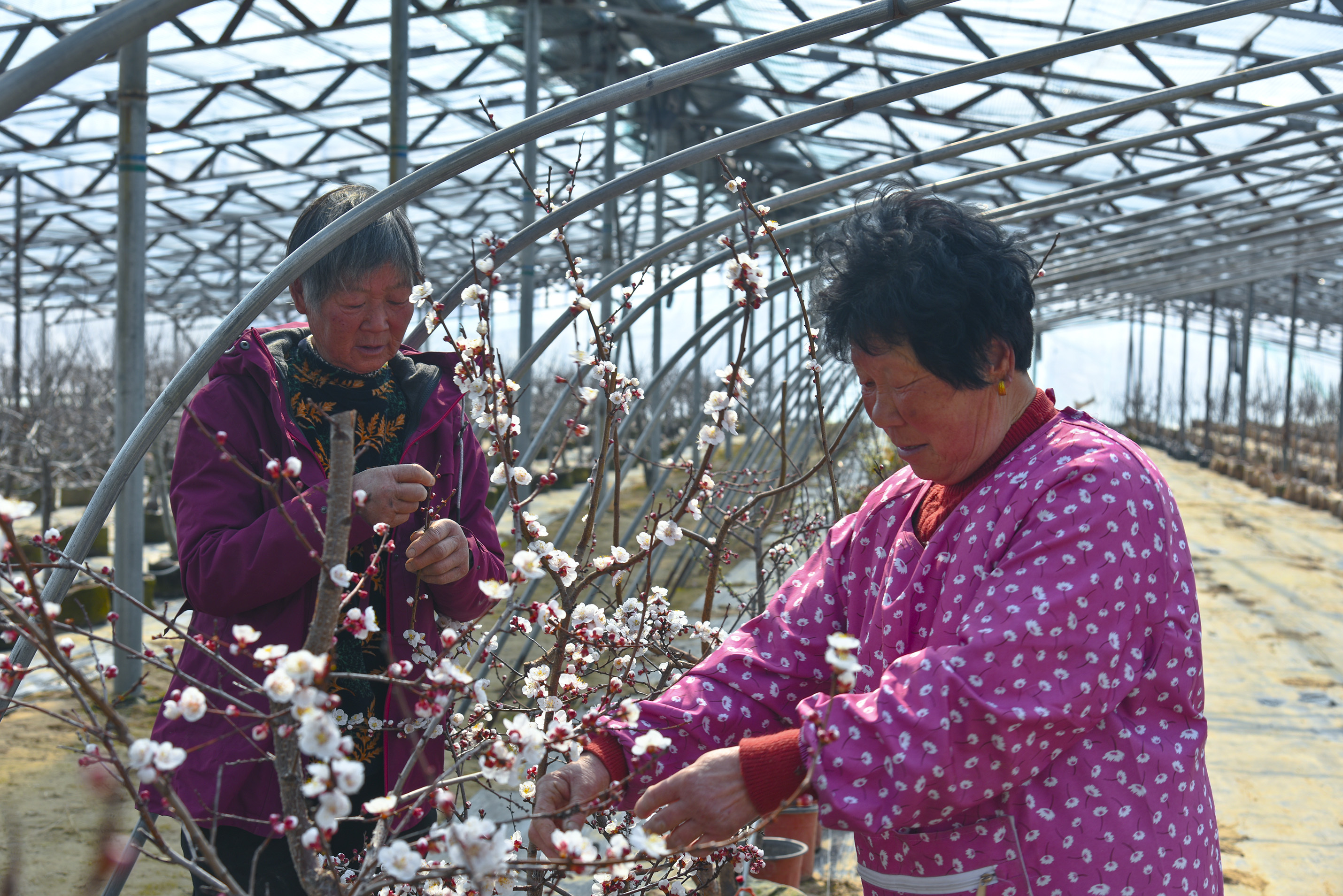 大沙河林场大棚里果农们给杏花缩花。  摄影：周慧