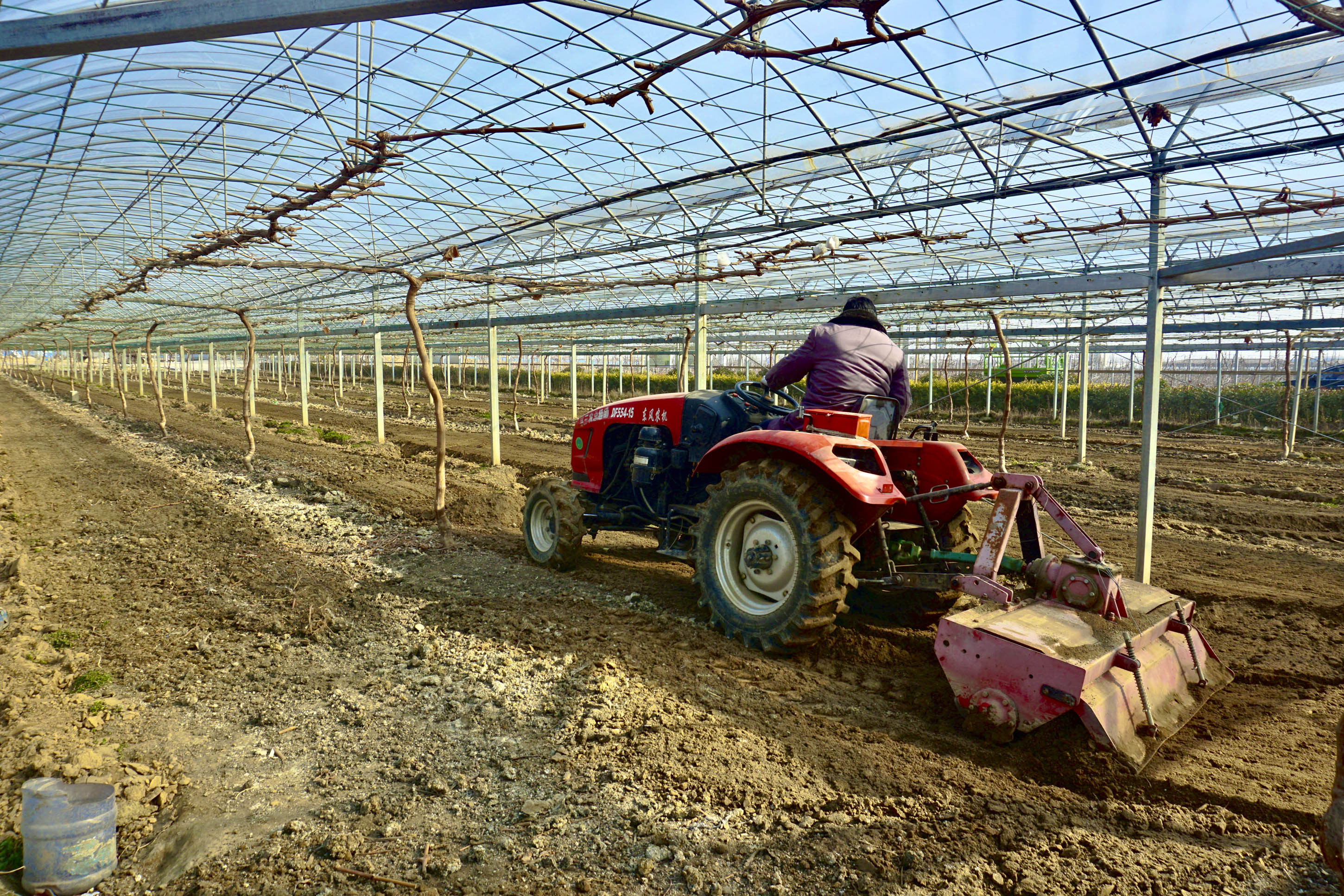 大棚葡萄架下机械化施肥忙。  摄影：王社义