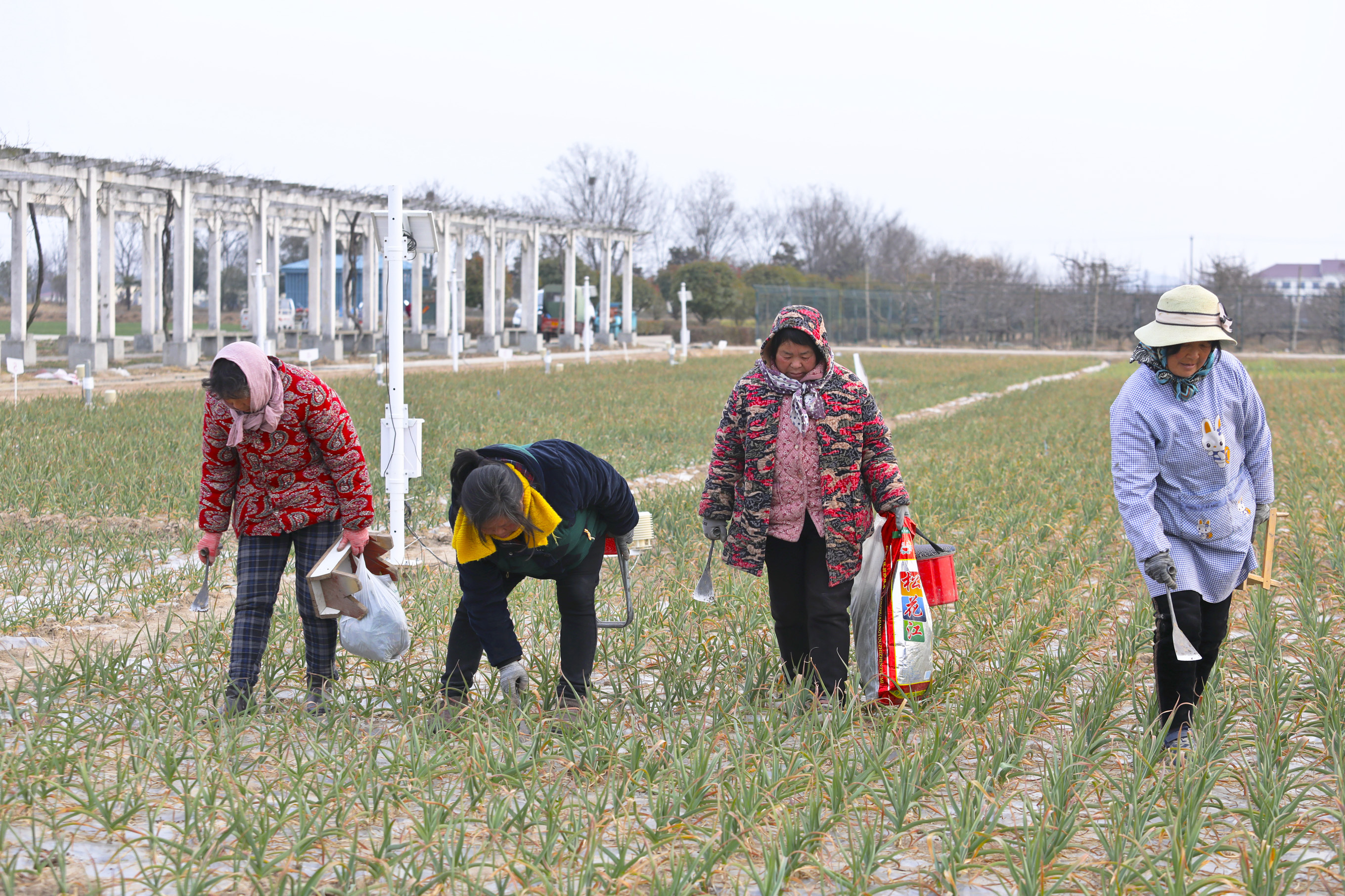 田间除杂草。  摄影：刘照富