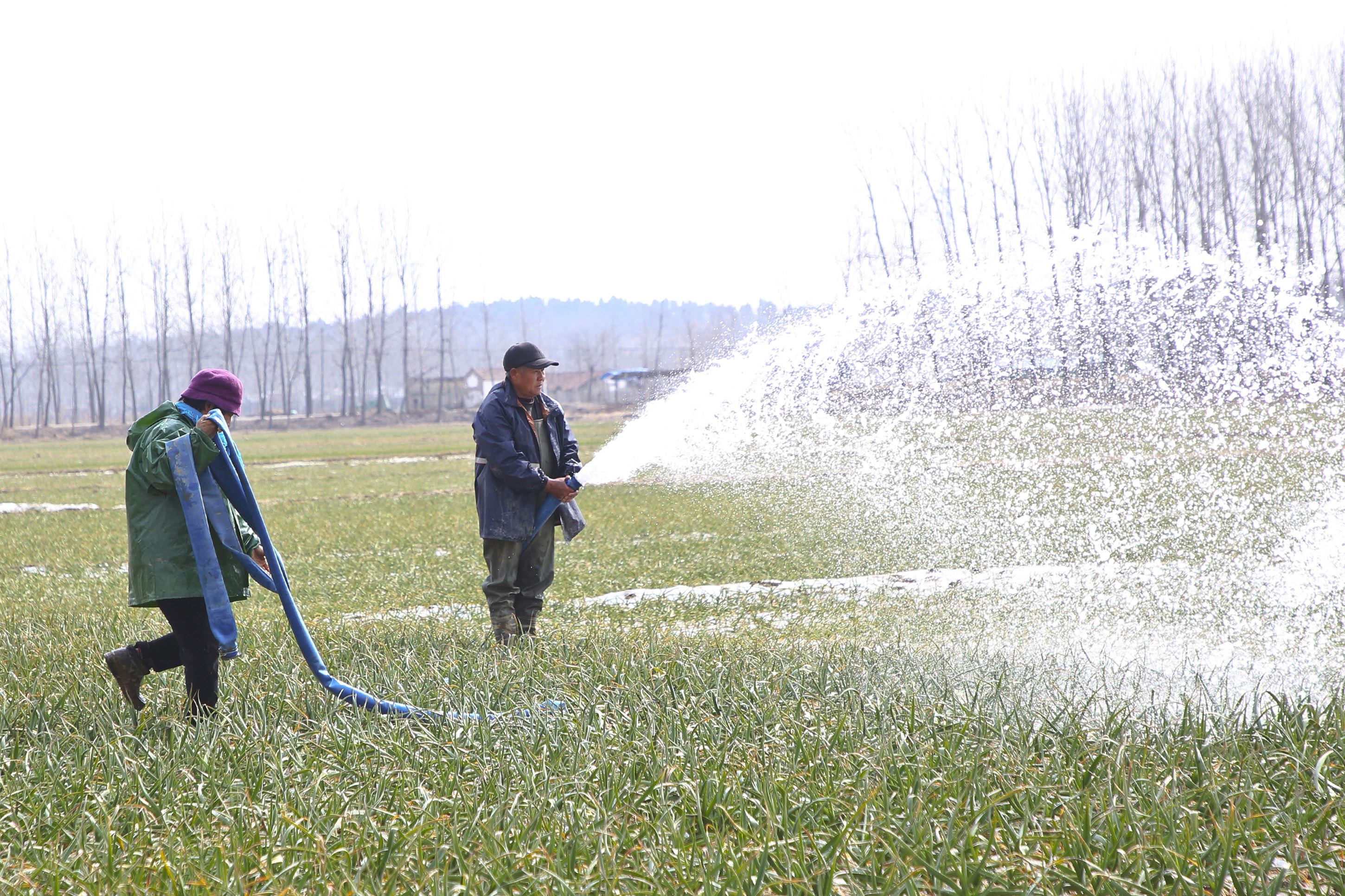 邳州宿羊山镇蒜农们喷灌作业，确保今年大蒜再获丰收。  摄影：李绍强