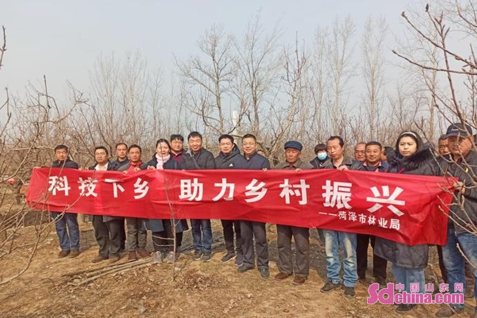 “一年之计在于春”，菏泽市林业局开展果树修剪培训