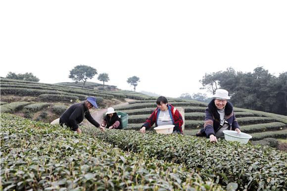 采茶工人采摘春茶。通讯员 陈仕川 摄