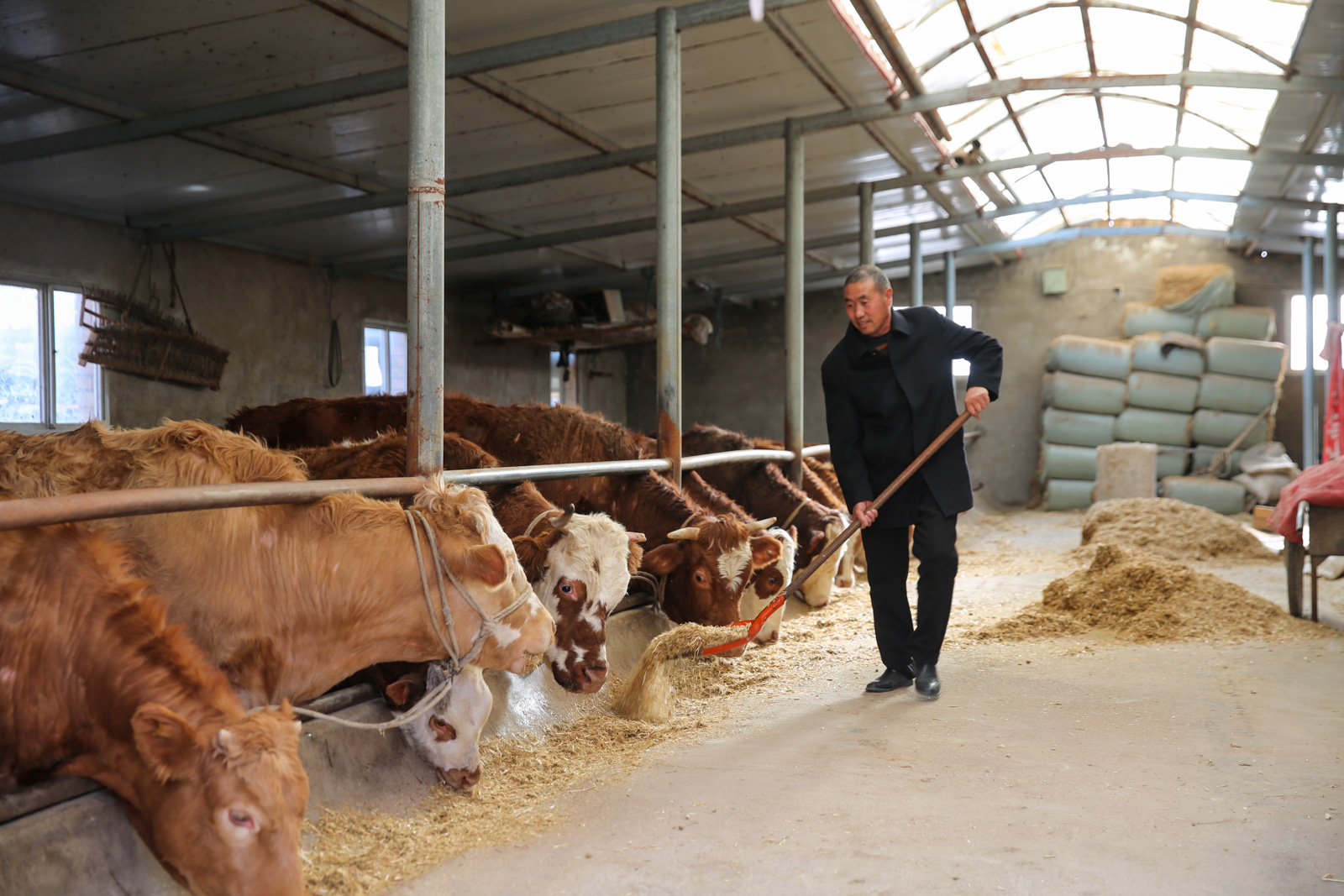 电力助力养殖业"牛劲十足"奔小康 学术资讯 - 科技工作者之家
