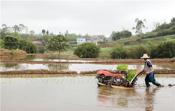 村民利用插秧机进行机械化作业。通讯员 陈仕川 摄