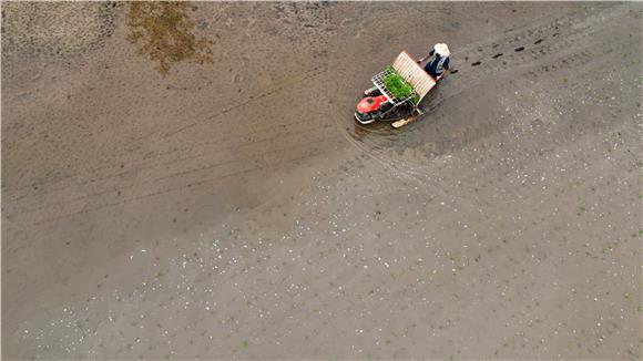 村民在田间劳作。通讯员 陈仕川 摄
