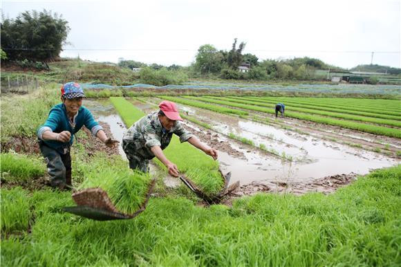 村民在搬运秧苗。通讯员 陈仕川 摄
