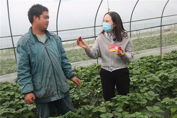 调研草莓种植。特约通讯员 蒋文友 摄