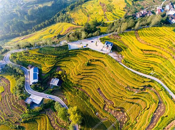 栗子乡有机水稻种植基地（资料图片）。栗子乡党政办供图 华龙网发