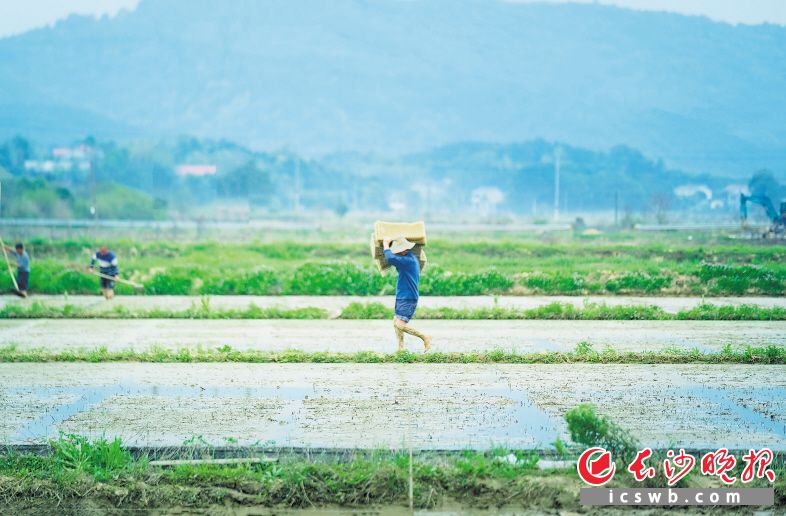 　　通过将田交给“田保姆”，农民们风险小了，收益稳了。 长沙晚报全媒体记者 周游 通讯员 章帝 摄影报道