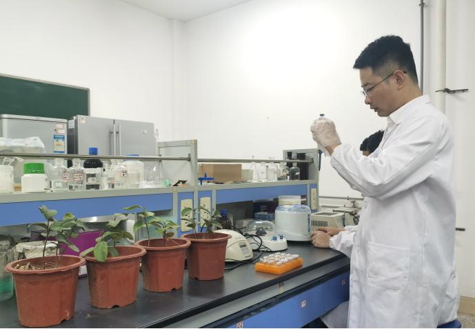 杜绝假种苗以假乱真 “湖南籍”油茶可鉴定“身份”