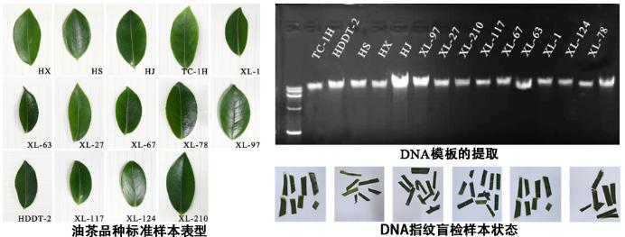杜绝假种苗以假乱真 “湖南籍”油茶可鉴定“身份”