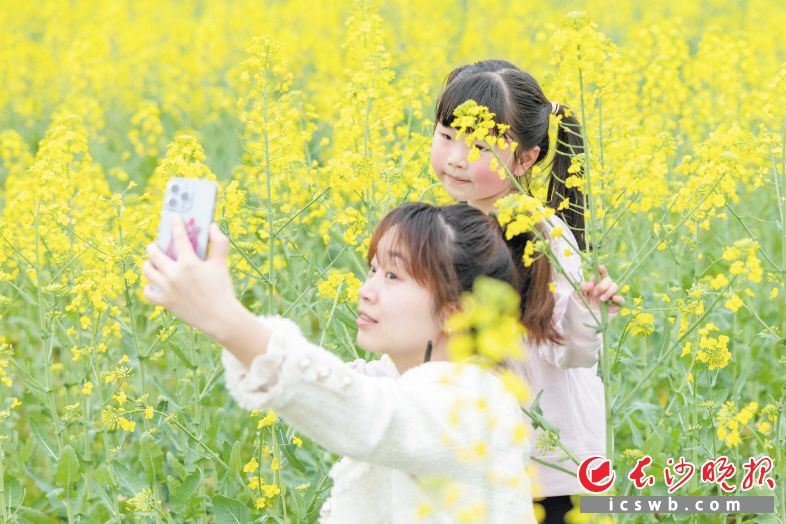 　　市民在油菜花海乐享春光。长沙晚报全媒体记者 董阳 摄