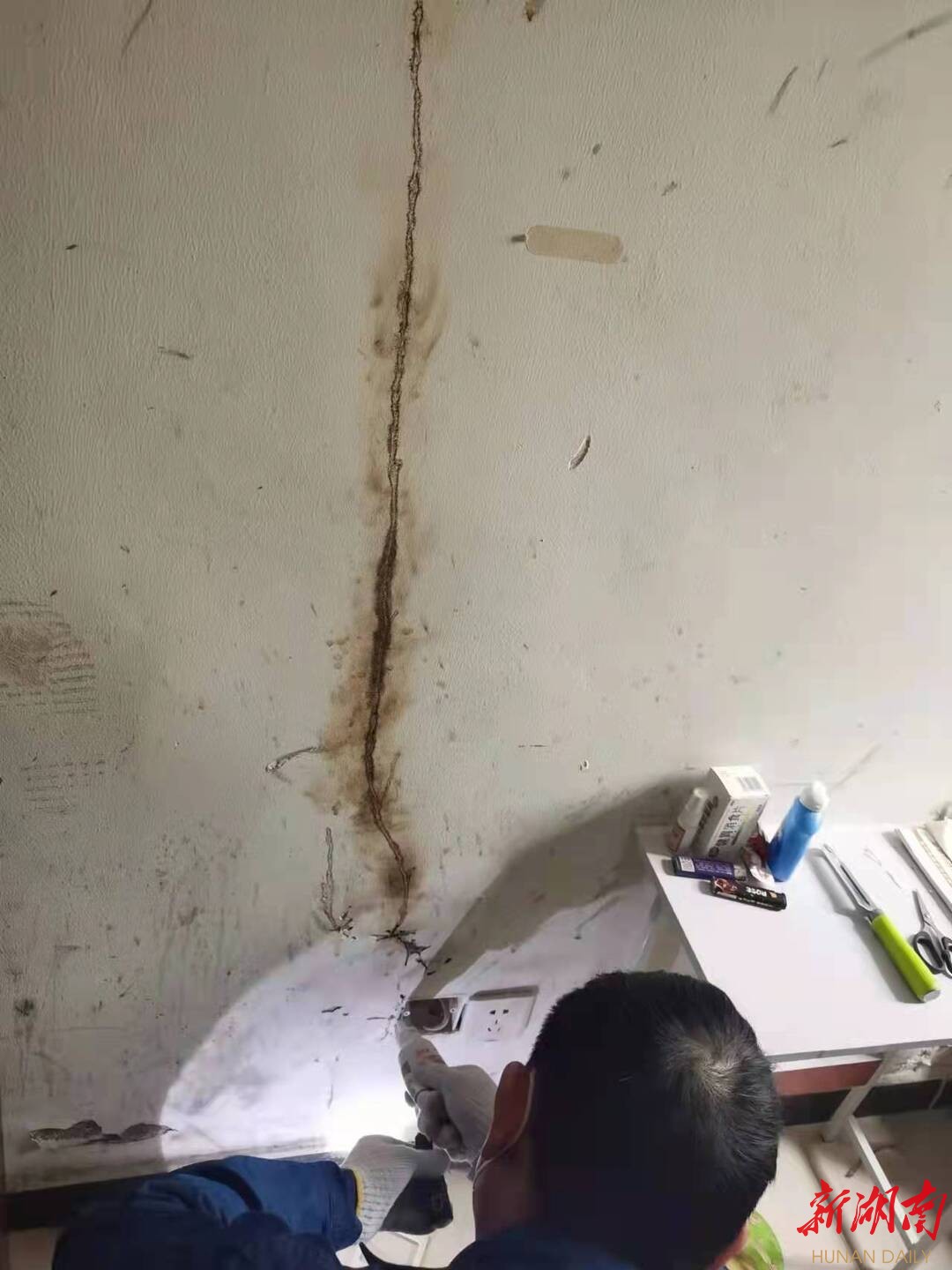 湖南日报|长沙“白蚁分飞期”来临  防治站一天接128个求助电话  专家教你如何应对