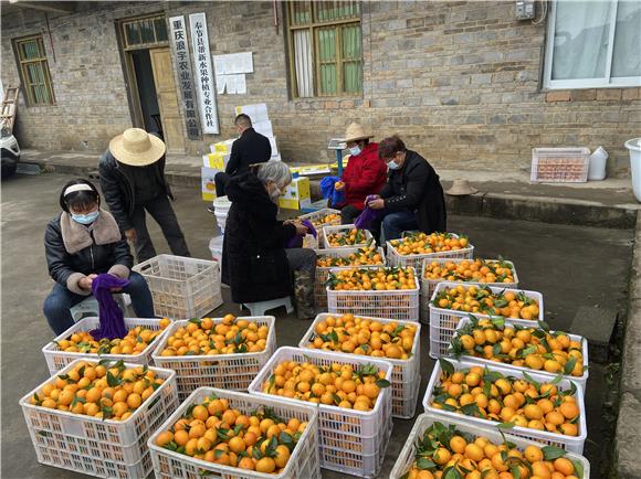 村民正在分选沃柑。通讯员 田豫川 摄