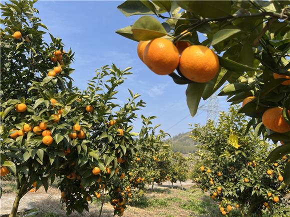 硕果累累。通讯员 田豫川 摄