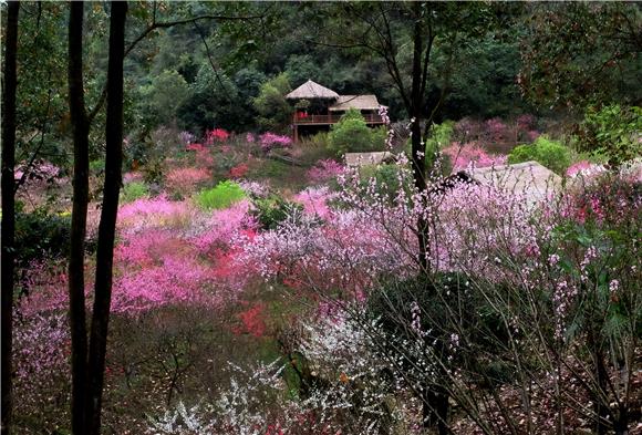 3美丽的桃花。通讯员 吴雁 摄