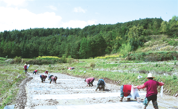 赵家街道开竹村村民正在育秧。通讯员 熊瑛 摄