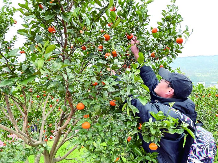 小周镇“三月红”柑橘挂满枝头。通讯员 夏荣伟 摄