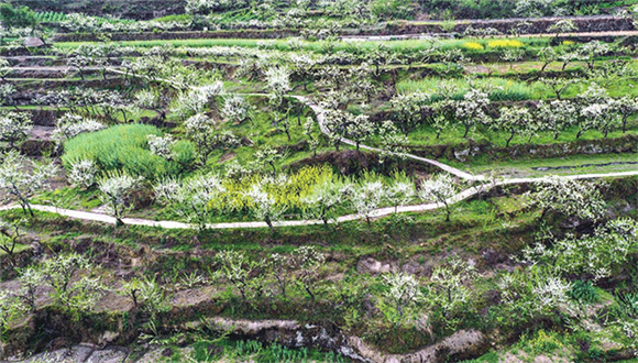 1曲水镇聚宝村，洁白的李花开遍田间。通讯员 熊伟 摄