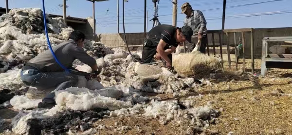 博湖县推广电动剪毛机 助牧民增收.jpg