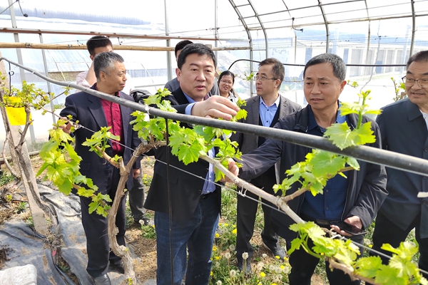 房玉林一行在合阳葡萄试验示范站现场调研并指导.jpg