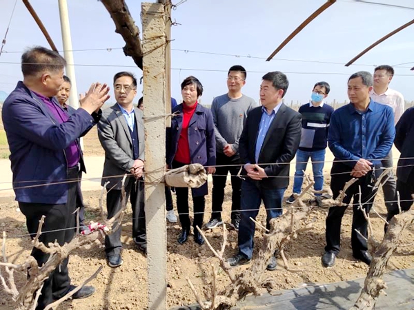 房玉林一行在合阳县南沟社区葡萄产业园进行现场调研、技术指导.jpg