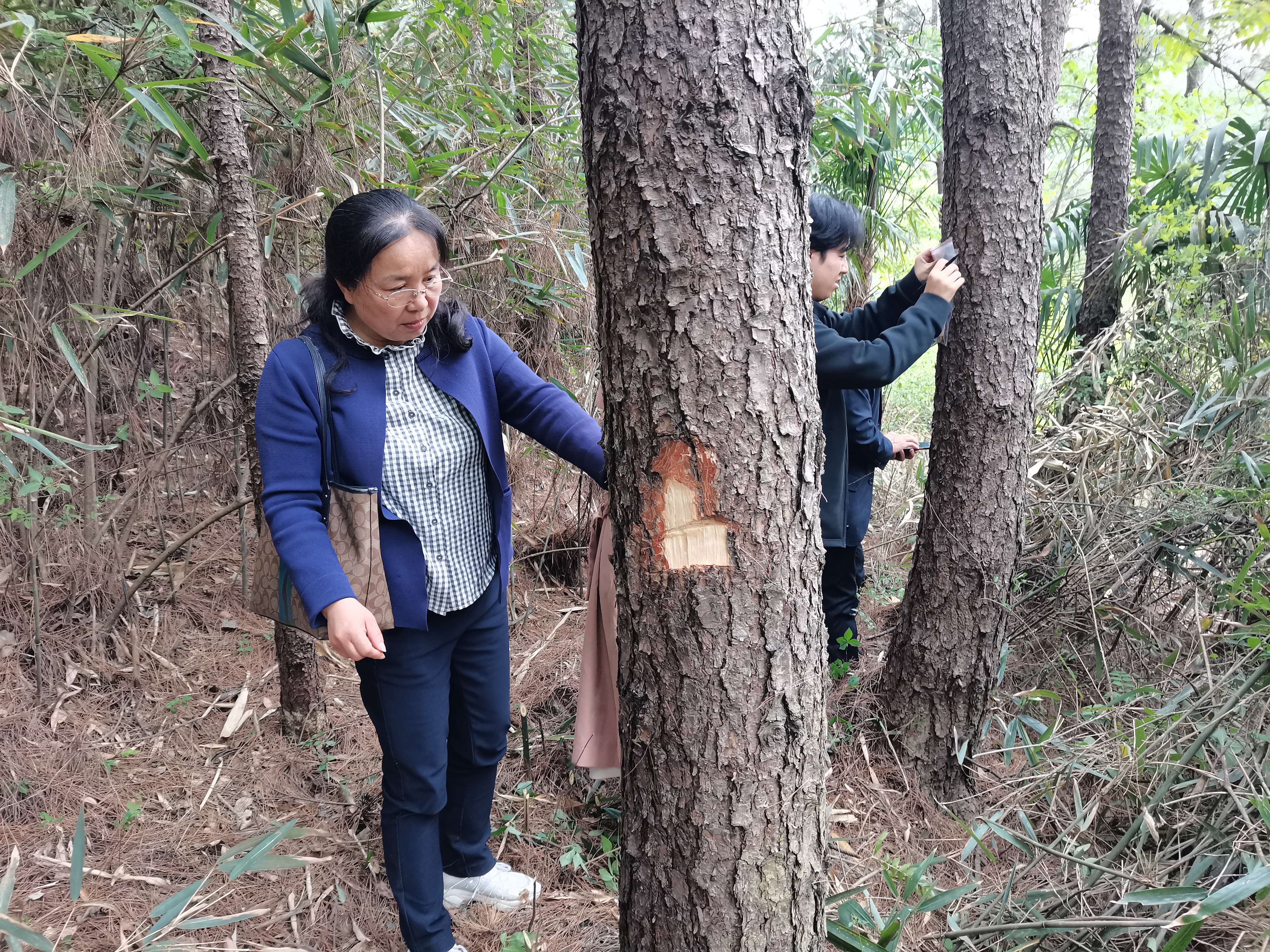 6. 枯死松树诊断、取样.jpg