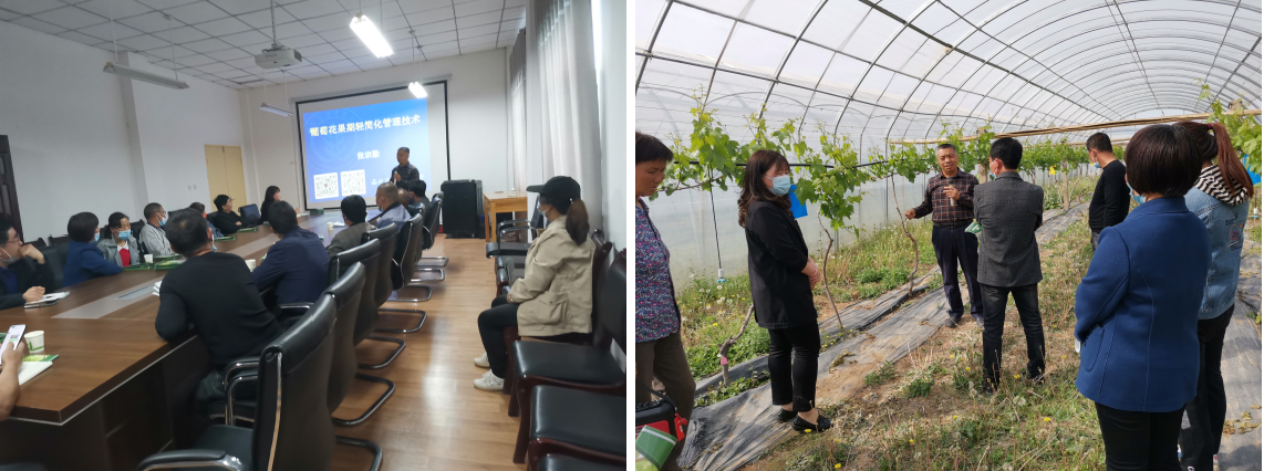 西北农林科技大学葡萄技术培训在行动1.png