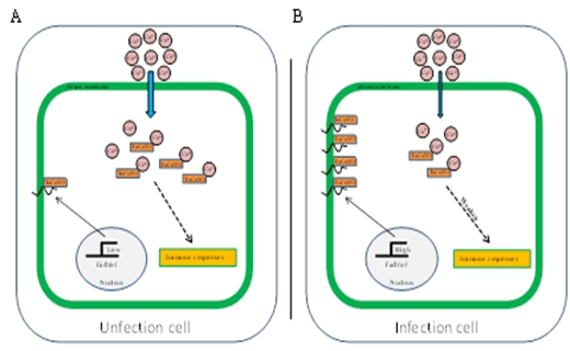 植物免疫团队康振生 张新梅组揭示小麦感病基因负调控小麦抗条锈病新机制.png