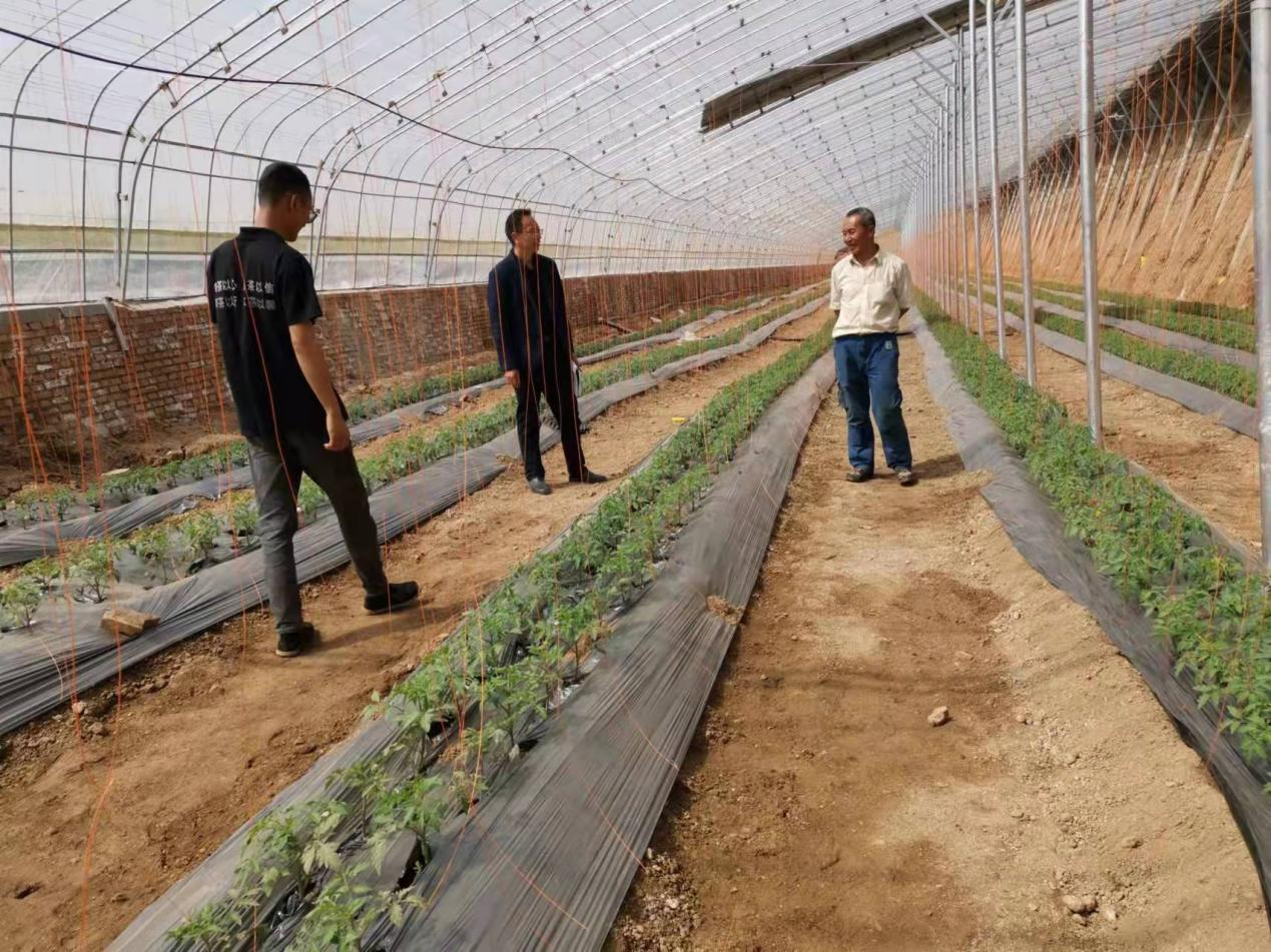 马建祥副研究员在泾阳县经富民蔬菜专业合作社.png