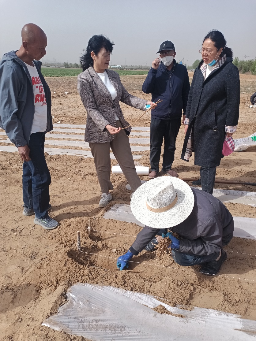 西北农林科技大学王渭玲教授赴陕西榆林榆阳区
开展中药材种植技术培训活动.png