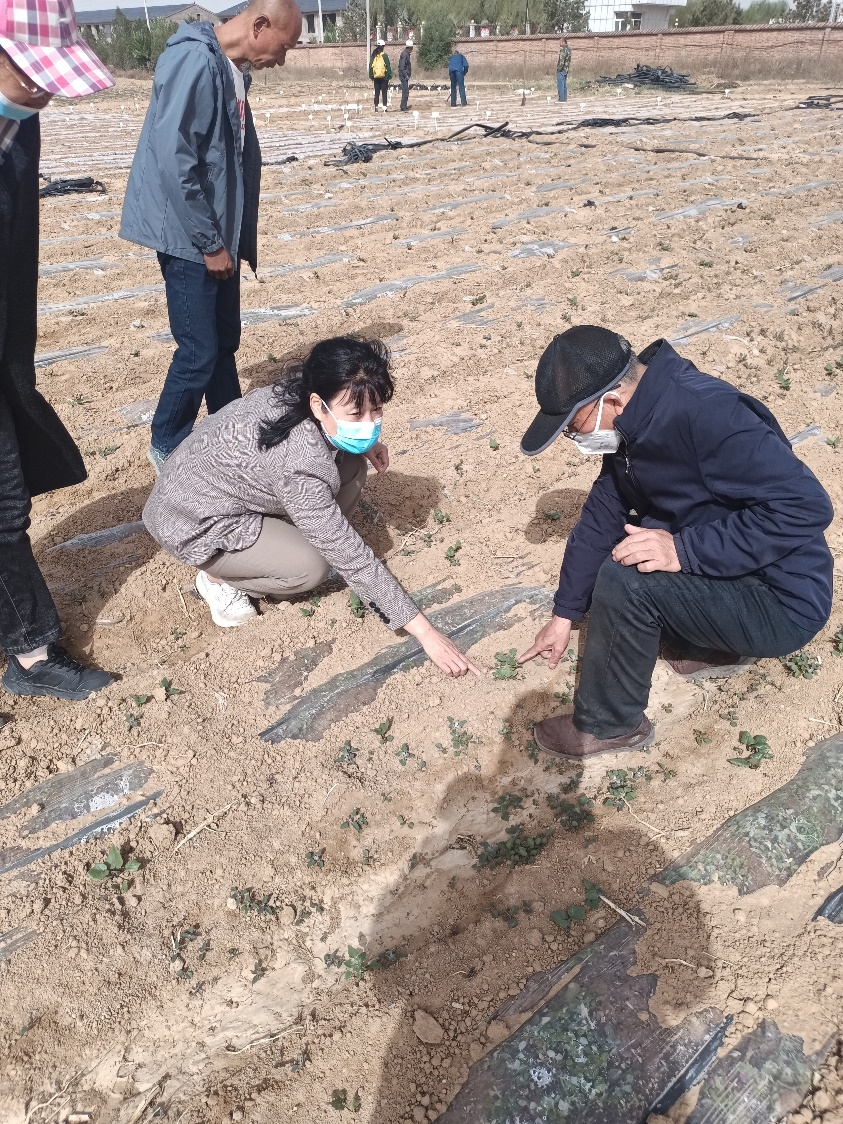 西北农林科技大学王渭玲教授赴陕西榆林榆阳区
开展中药材种植技术培训活动2.png