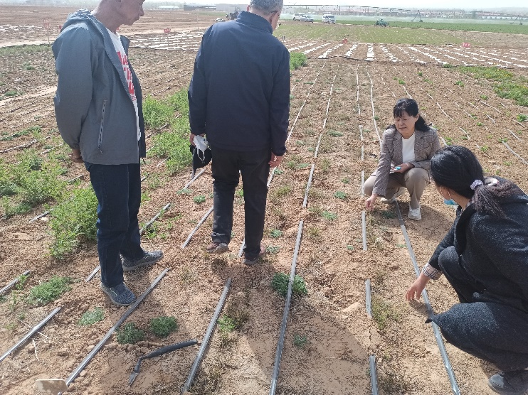 西北农林科技大学王渭玲教授赴陕西榆林榆阳区
开展中药材种植技术培训活动3.png