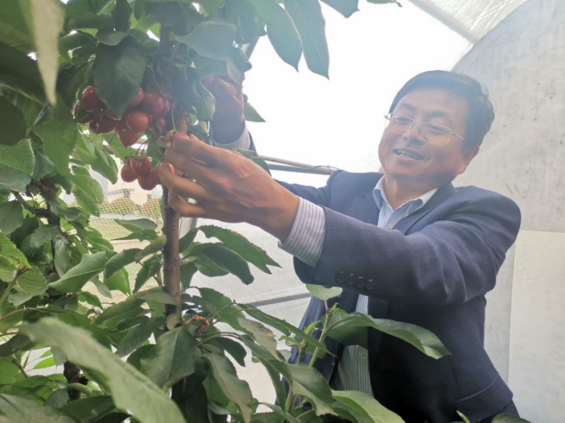 西北农林科技大学专家赴杨凌智慧农业园
指导设施樱桃栽培技术服务2.png