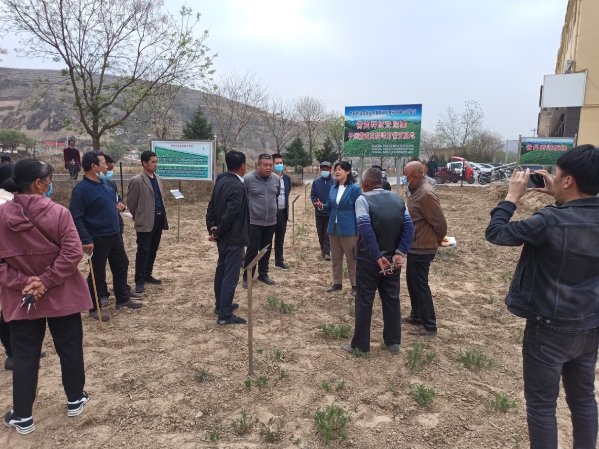西北农林科技大学王渭玲教授赴陕西榆林市子洲县指导培训中药材种植产业3.png