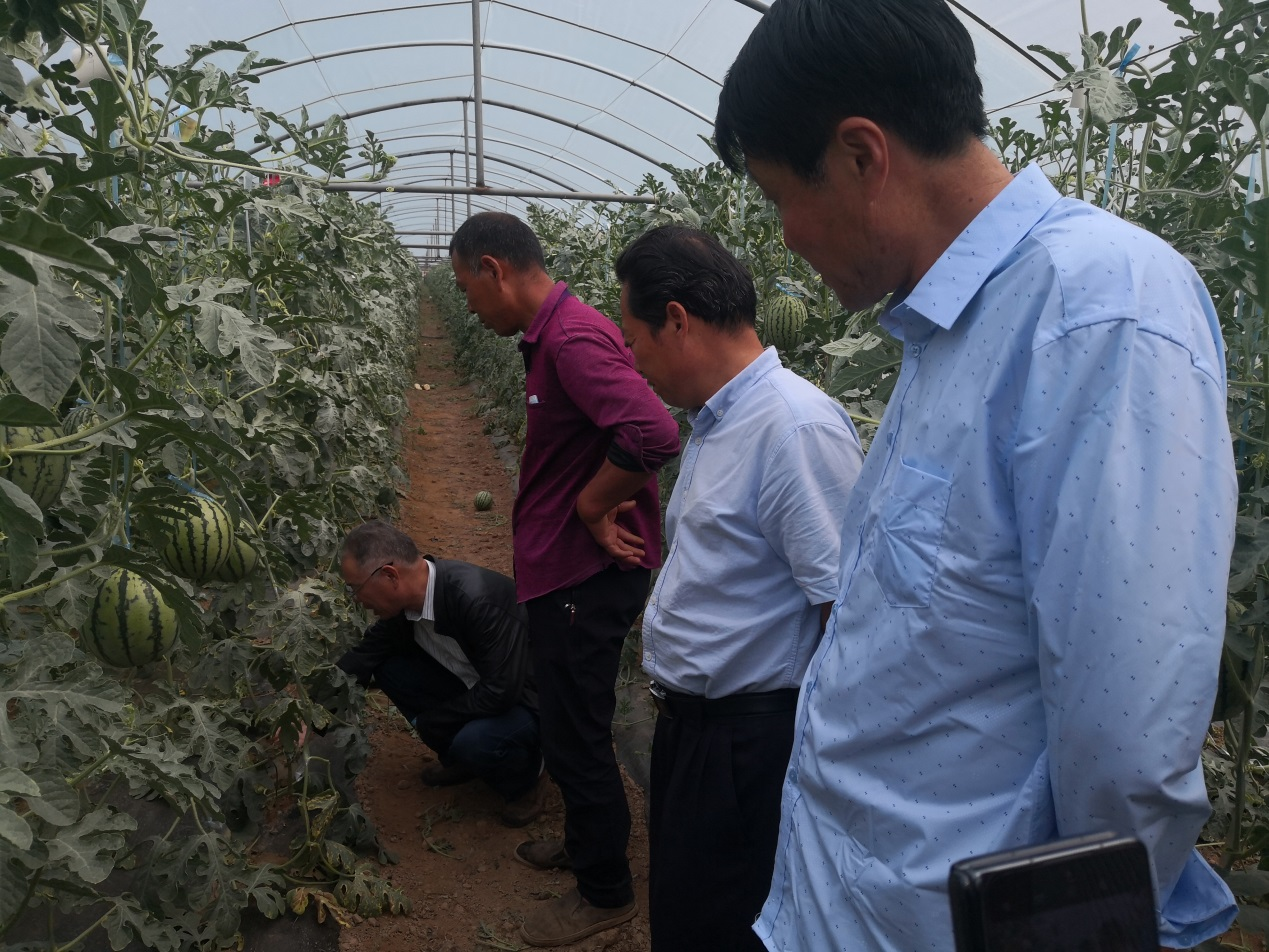 助力乡村振兴西甜瓜西北农林科技大学专家在行动1.png