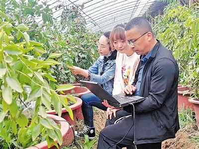 <p>　　气象专家在温棚里查看长枣长势。　　（图片由受访单位提供）</p>