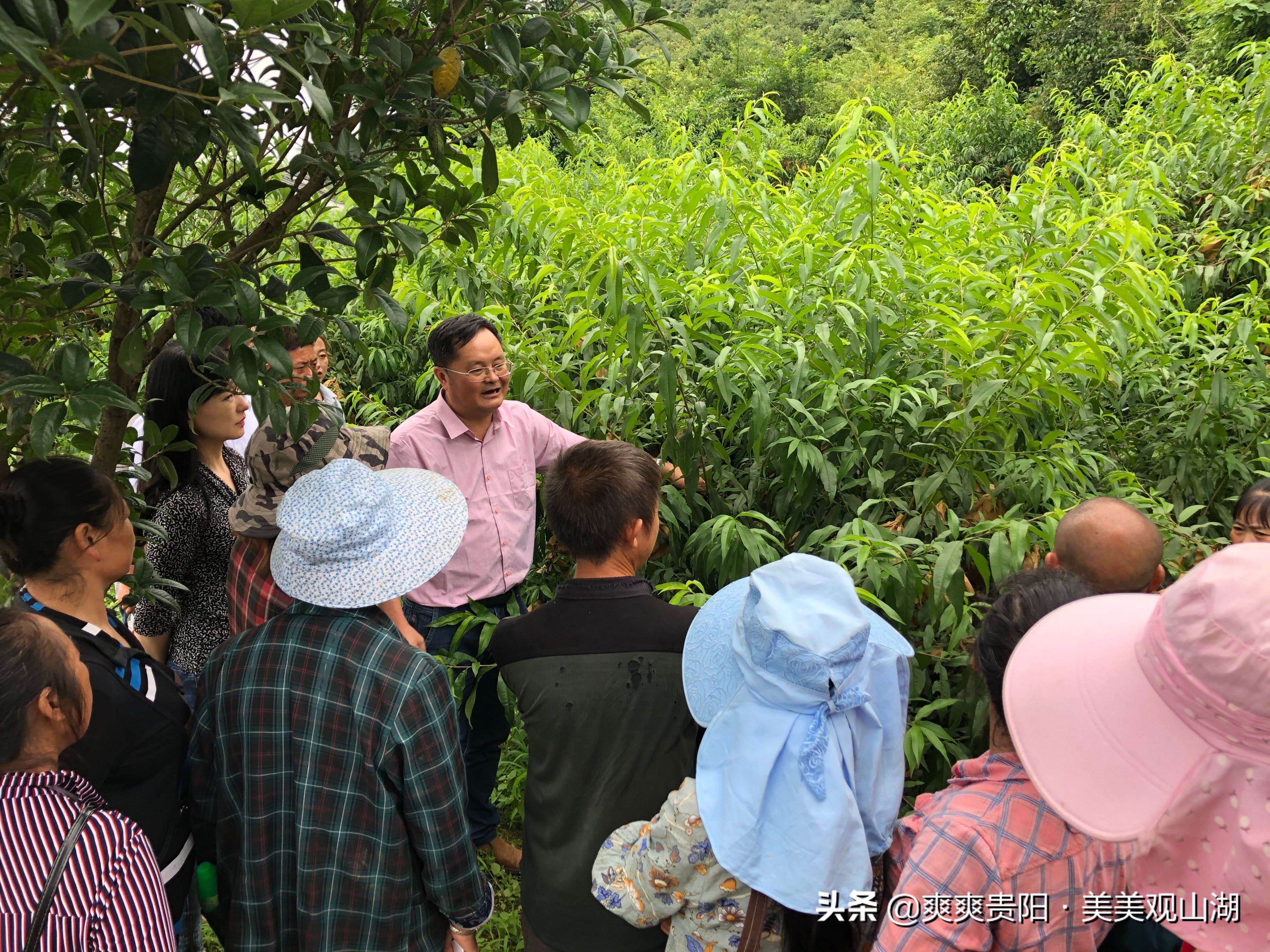 观山湖区：农技专家到田间 秧苗培育有“底气”