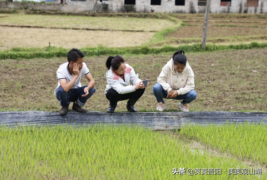 观山湖区：农技专家到田间 秧苗培育有“底气”