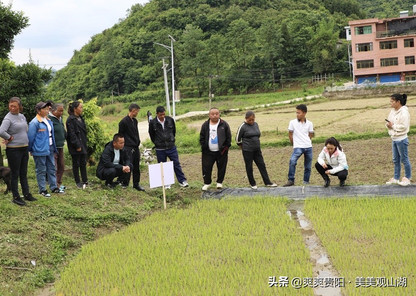 观山湖区：农技专家到田间 秧苗培育有“底气”