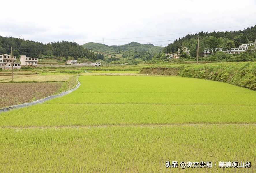观山湖区：农技专家到田间 秧苗培育有“底气”