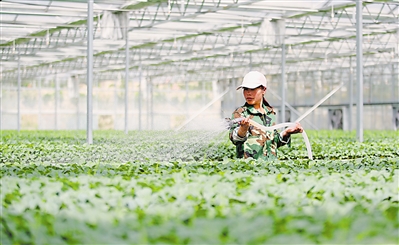 <p>　　固原市原州区彭堡镇姚磨村通过示范基地建设，提高蔬菜质量，拓宽销售市场，大大提高了农民收入。</p>