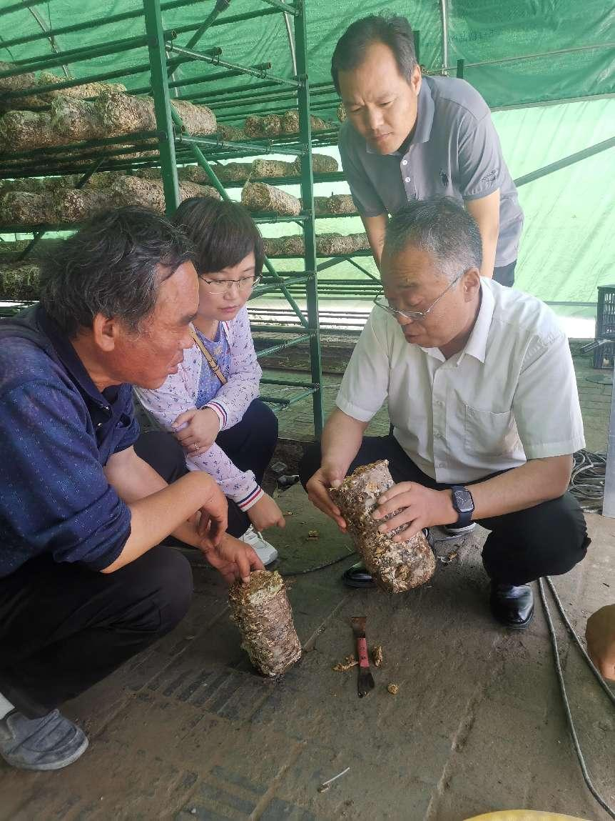 79.西北农林科技大学李鸣雷教授赴陕西省渭南市调研指导食用菌产业2.png
