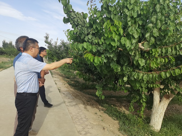 在果树资源圃进行实地查看.jpg