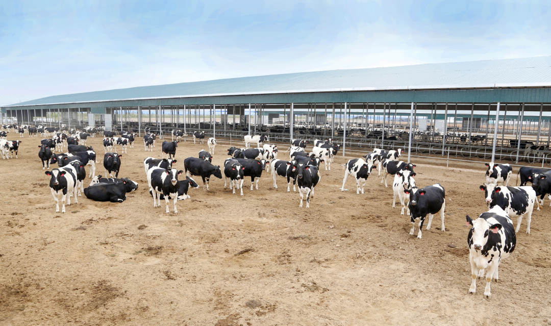 五里坡奶牛养殖基地.JPG