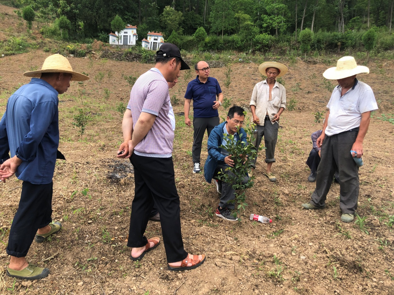 95.西北农林科技大学专家赴汉滨区流水镇开展油茶栽培管理技术培训2.png