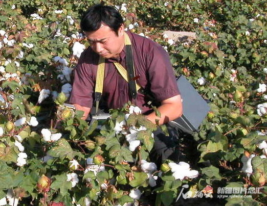 吕新在棉田采集所需数据。图片由本人提供