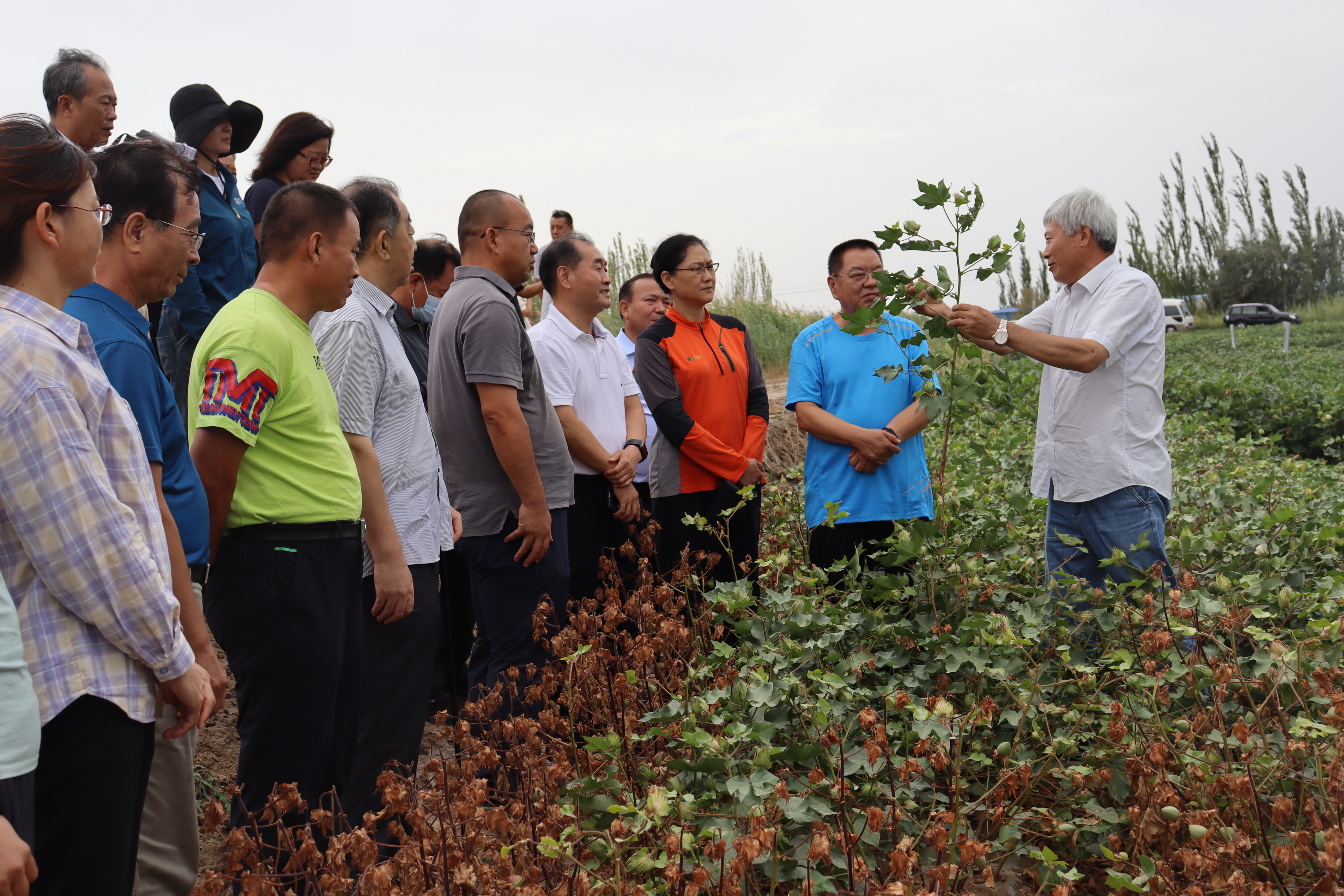 专家向调研组讲解棉花种植品种.JPG