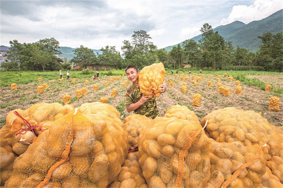 武平镇坝周村脱毒马铃薯丰收。记者 李达元 供图_副本